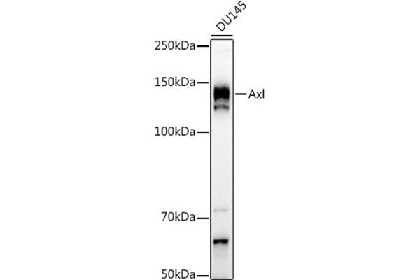 AXL anticorps