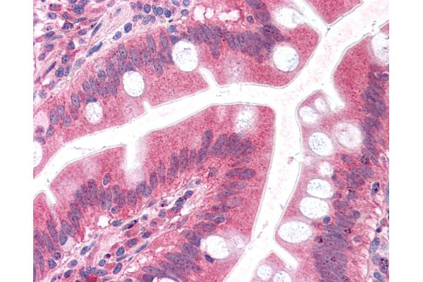 Embigin antibody  (C-Term)