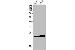 Western blot analysis of 293T COLO using MRP-L35 antibody. (MRPL35 antibody  (Internal Region))