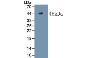 Detection of Recombinant SAA, Bovine using Polyclonal Antibody to Serum Amyloid A (SAA) (SAA antibody  (AA 19-130))