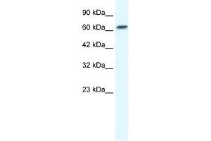 GABRB2 antibody used at 1.