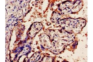 IHC image of ABIN7162378 diluted at 1:1200 and staining in paraffin-embedded human placenta tissue performed on a Leica BondTM system. (OLR1 antibody  (AA 58-273))