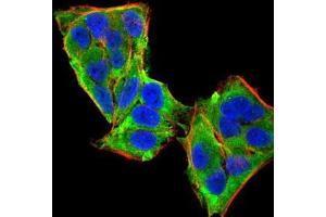 Immunofluorescence analysis of HeLa cells using PLCG1 mouse mAb (green). (Phospholipase C gamma 1 antibody  (AA 1192-1291))