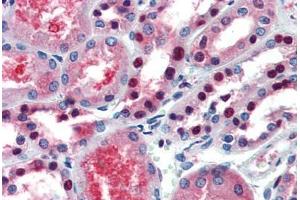 Human Kidney (formalin-fixed, paraffin-embedded) stained with PAX7 antibody ABIN462176 followed by biotinylated goat anti-rabbit IgG secondary antibody ABIN481713, alkaline phosphatase-streptavidin and chromogen. (PAX7 antibody  (AA 167-216))