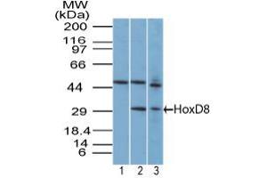 Image no. 1 for anti-Homeobox D8 (HOXD8) (AA 250-300) antibody (ABIN960215) (HOXD8 antibody  (AA 250-300))