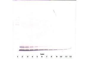 Image no. 1 for anti-Chemokine (C-C Motif) Ligand 5 (CCL5) antibody (ABIN465680) (CCL5 antibody)