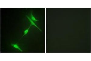 Immunofluorescence analysis of NIH-3T3 cells, using JIP1 (Ab-103) Antibody. (MAPK8IP1 antibody  (AA 69-118))