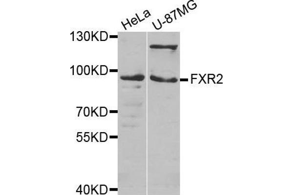 FXR2 antibody  (AA 550-650)