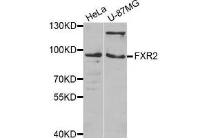 Western blot analysis of extracts of various cell lines, using FXR2 antibody. (FXR2 antibody  (AA 550-650))