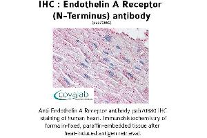 Image no. 1 for anti-Endothelin Receptor Type A (EDNRA) (Extracellular Domain), (N-Term) antibody (ABIN1734025) (Endothelin-1 Receptor antibody  (Extracellular Domain, N-Term))