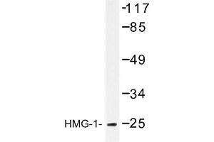 Image no. 1 for anti-High Mobility Group Box 1 (HMGB1) antibody (ABIN272158) (HMGB1 antibody)