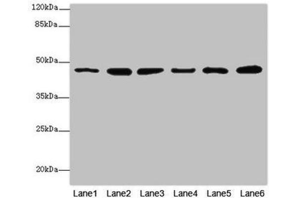 MPI antibody  (AA 1-423)