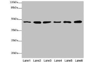 Western blot All lanes: MPI antibody at 5. (MPI antibody  (AA 1-423))