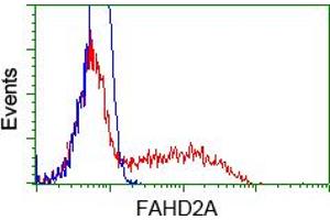 Image no. 6 for anti-Fumarylacetoacetate Hydrolase Domain Containing 2A (FAHD2A) antibody (ABIN1498184) (FAHD2A antibody)