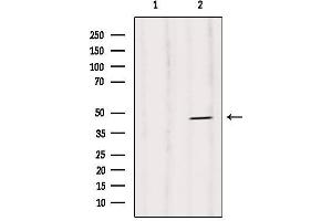 Western blot analysis of extracts from Rat heart, using Caspase 1 (Phospho-Ser376) Antibody. (Caspase 1 antibody  (pSer376))