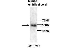 Western blot analysis of human umbilical cord lysates, using VEGF antibody. (VEGF antibody  (N-Term))