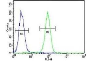 Fascin-3 antibody flow cytometric analysis of MDA-MB231 cells (green) compared to a negative control (blue). (Fascin 3 antibody  (AA 1-30))