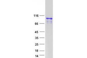 Validation with Western Blot (ARMC3 Protein (Myc-DYKDDDDK Tag))