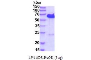 SDS-PAGE (SDS) image for CDK5 Regulatory Subunit Associated Protein 3 (CDK5RAP3) (AA 1-506) protein (His tag) (ABIN5854212)