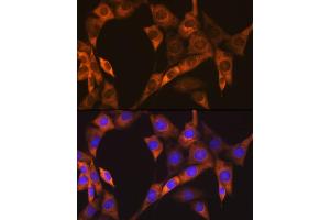 Immunofluorescence (IF) image for anti-Proliferation-Associated 2G4, 38kDa (PA2G4) antibody (ABIN7269550)