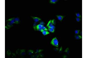 Immunofluorescence staining of Hela cells with ABIN7153501 at 1:100, counter-stained with DAPI. (GABRG2 antibody  (AA 42-108))