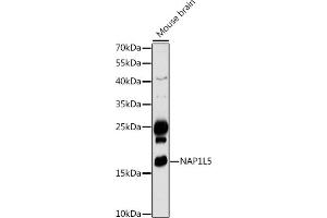 Western blot analysis of extracts of Mouse brain, using NL5 antibody (ABIN7269061) at 1:1000 dilution. (NAP1L5 antibody  (AA 30-120))