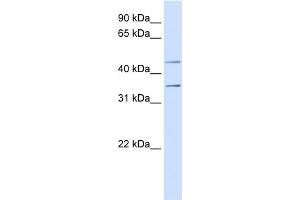 WB Suggested Anti-P2RY1 Antibody Titration:  0. (P2RY1 antibody  (N-Term))