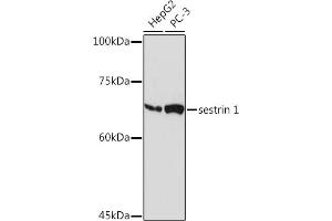 Western blot analysis of extracts of various cell lines, using sestrin 1 Rabbit mAb (ABIN7270259) at 1:1000 dilution. (SESN1 antibody)