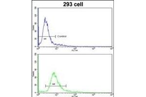 Flow cytometric analysis of 293 cells using HOXA5 Antibody (C-term )(bottom histogram) compared to a negative control cell (top histogram). (HOXA5 antibody  (C-Term))