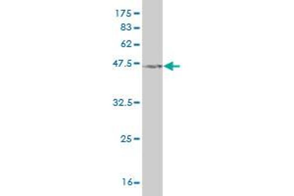 NXT1 antibody  (AA 1-140)