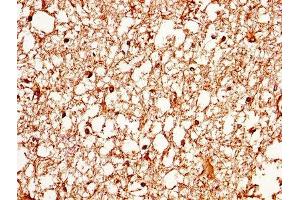 IHC image of ABIN7144516 diluted at 1:370 and staining in paraffin-embedded human brain tissue performed on a Leica BondTM system. (Aquaporin 4 antibody  (AA 253-323))
