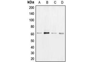 Western blot analysis of B-RAF expression in HeLa (A), A431 (B), Jurkat (C), PC12 (D) whole cell lysates. (SNRPE antibody  (Center))