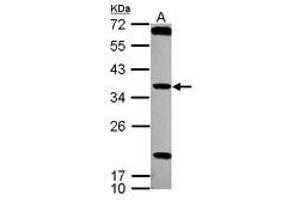 Image no. 1 for anti-Testis Specific Serine Kinase 4 (TSSK4) (AA 100-328) antibody (ABIN1501544) (TSSK4 antibody  (AA 100-328))