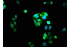 NRL antibody  (AA 24-124)