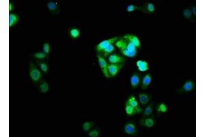 Immunofluorescence staining of HepG2 cells with ABIN7161203 at 1:33, counter-stained with DAPI.