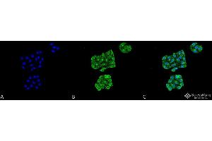 Immunocytochemistry/Immunofluorescence analysis using Mouse Anti-GRP78 Monoclonal Antibody, Clone 6H4-2G7 .