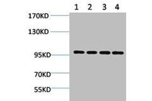 Western blot analysis of 1) Hela, 2) 293T, 3) 3T3, 4) Rat Brain using ERK 3 Polyclonal Antibody. (MAPK6 antibody)