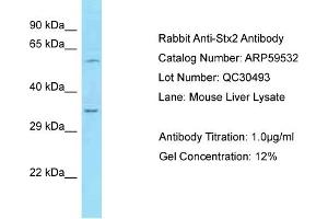 Western Blotting (WB) image for anti-Syntaxin 2 (STX2) (Middle Region) antibody (ABIN2788106) (STX2 antibody  (Middle Region))