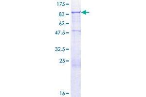 ACBD3 Protein (AA 1-528) (GST tag)