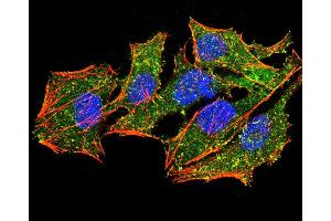 Immunofluorescence analysis of Hela cells using EZR mouse mAb (green). (Ezrin antibody  (AA 292-464))