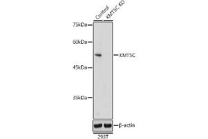 Western blot analysis of extracts from normal (control) and KMT5C Rabbit pAb knockout (KO) 293T cells, using KMT5C Rabbit pAb antibody (ABIN7270649) at 1:500 dilution. (SUV420H2/KMT5C antibody  (AA 100-200))