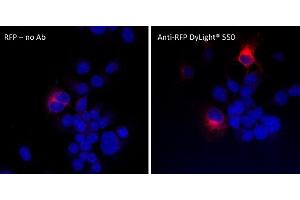 Immunofluorescence (IF) image for anti-Red Fluorescent Protein (RFP) antibody (DyLight 550) (ABIN7273109) (RFP antibody  (DyLight 550))