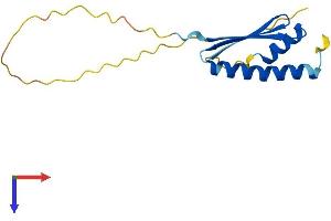 LAGE3 Protein (AA 1-143) (His tag)