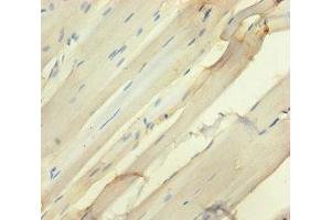 SEMA5A antibody  (AA 201-400)