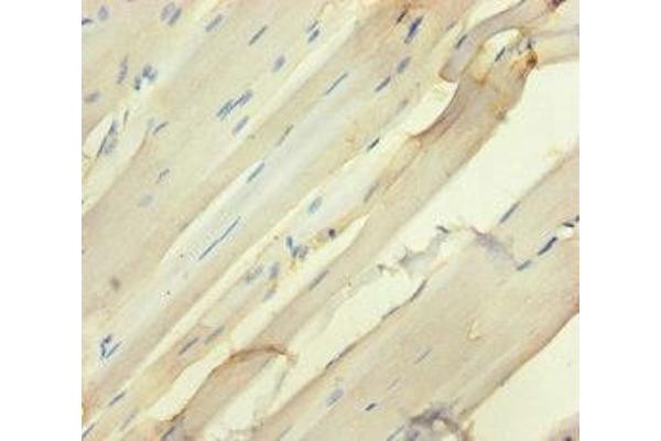 SEMA5A antibody  (AA 201-400)