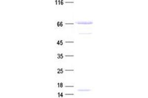 Validation with Western Blot (Calnexin Protein (CANX) (His tag))