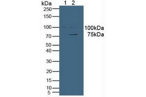 Figure. (VAV3 antibody  (AA 183-380))