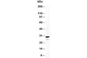 Western blot testing of Calretinin antibody and HeLa cell lysate. (Calretinin antibody  (N-Term))