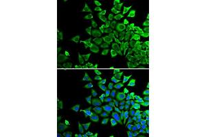 Immunofluorescence (IF) image for anti-BCL2-Associated Agonist of Cell Death (BAD) (C-Term) antibody (ABIN3022202) (BAD antibody  (C-Term))