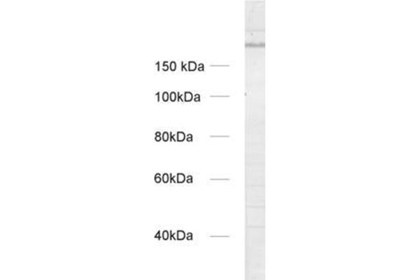 UNC13A/Munc13-1 anticorps  (AA 3-317)